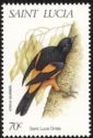 Saint Lucia Oriole (Icterus laudabilis)